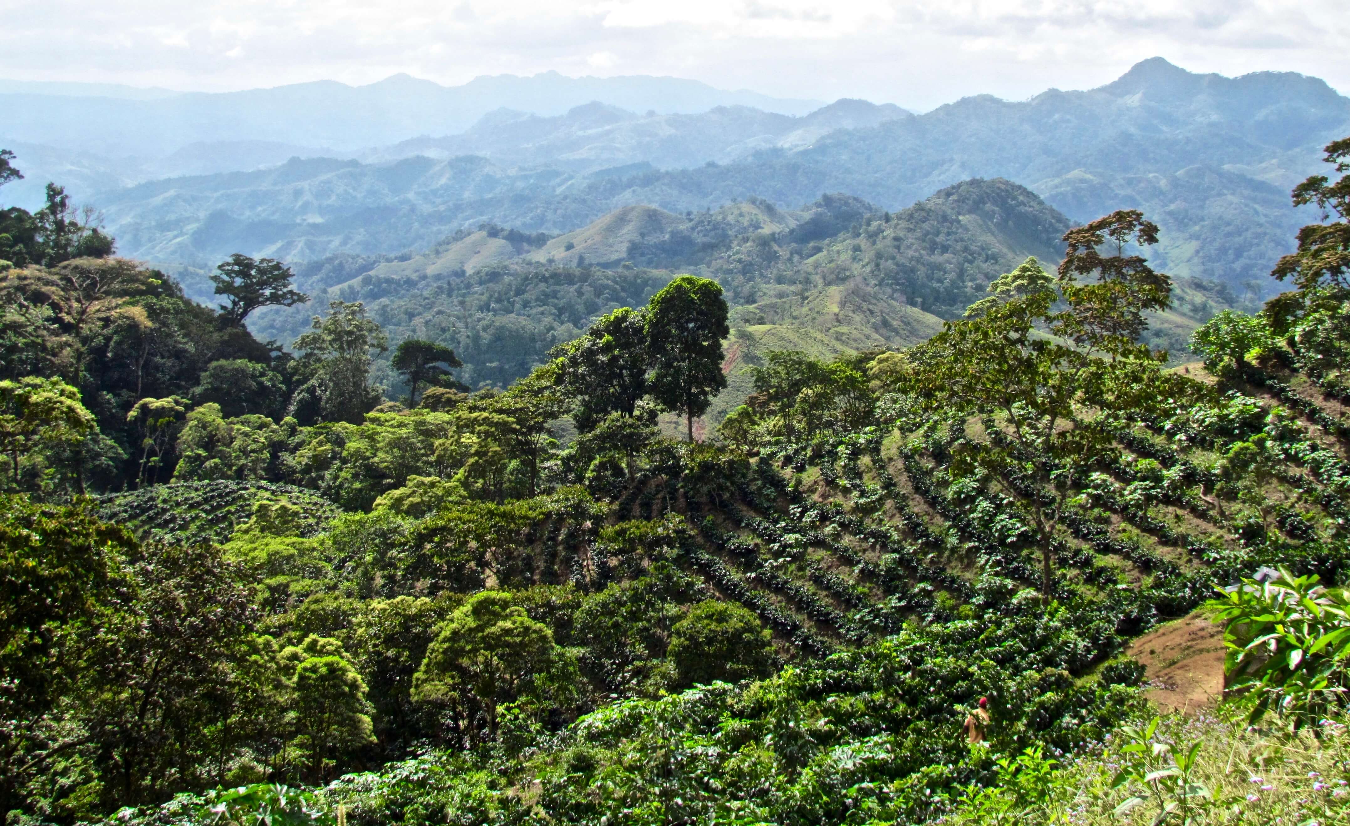 Why agroforestry is a promising climate change solution | reNature